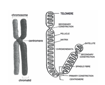 Figure 18.3: