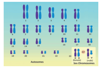 Figure 18.5: