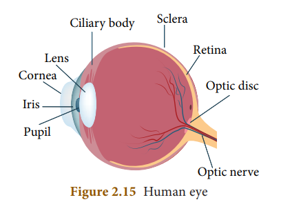 Figure 2.15 Human eye