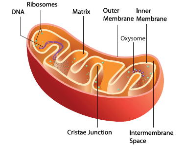 Figure 12.10:
