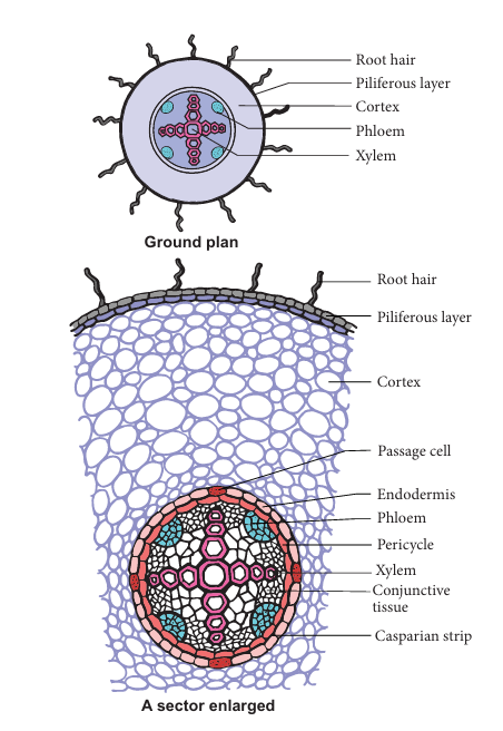 Figure 12.2:
