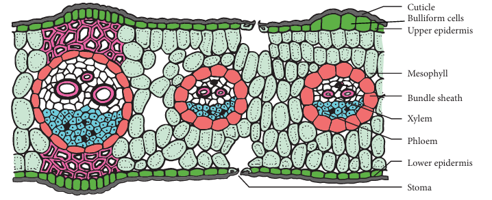 Figure 12.7: