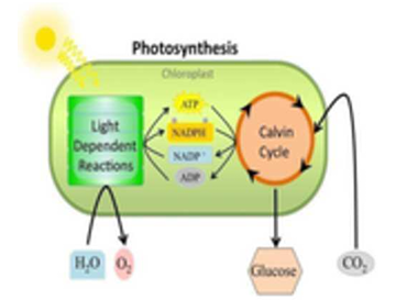 Figure 12.9: