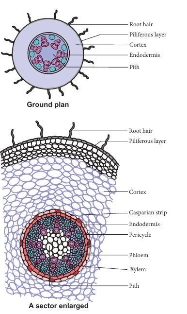 Figure 12.3: