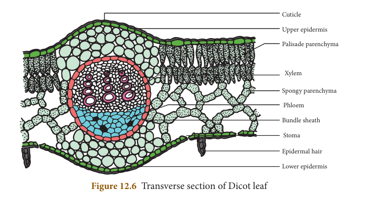 Figure 12.6: