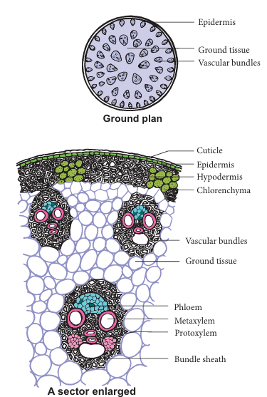 Figure 12.5: