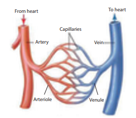 Figure 14.10: Structure of blood vessel