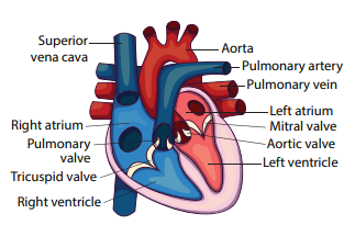 Figure 14.11: External structure of human heart