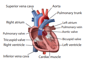 Figure 14.12: Internal structure of human heart
