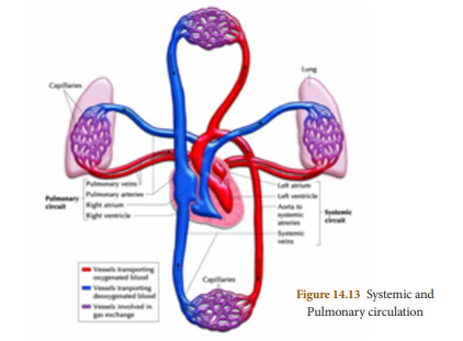 Figure 14.13: Pulmonary Systemic and circulation