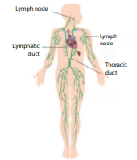 Figure 14.16: Lymphatic System in Man