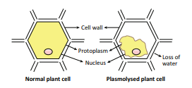 Figure 14.2: Plasmolysis