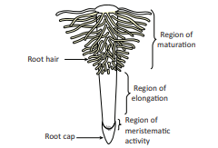 Figure 14.3: Root Tip with Root Hairs