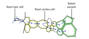 Figure 14.4: T.S. of the root showing movement of water from soil to xylem