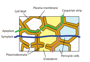 Figure 14.5: Symplastic and Apoplastic pathways of Water
