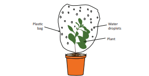 Figure 14.6: Process of Transpiration