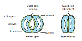 Figure 14.7: Guard cell in turgid and flaccid condition