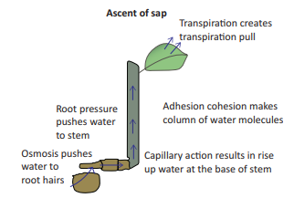 Figure 14.8: Ascent of Sap