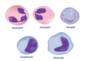 Figure 14.9: Leucocytes