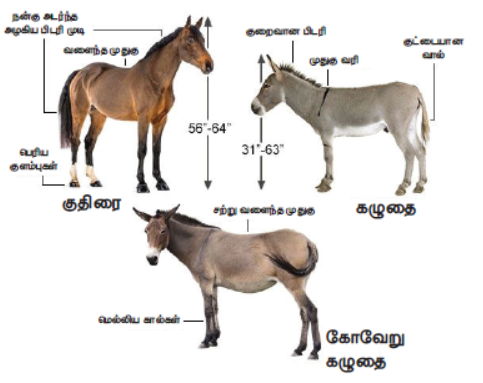 குதிரை, கழுதை, கோவேறு கழுதை