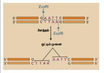 EcoRI என்சைம் செயல்பாடு