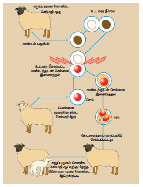 டாலி உருவாக்க முறை
