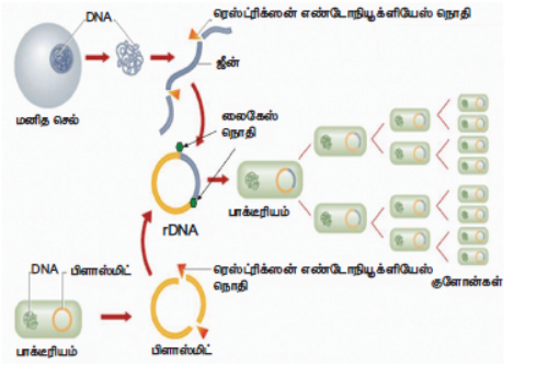 படம் 20.6 - மரபுப்பொறியியல் தொழில்நுட்பம் (ஜீன் குளோனிங்)