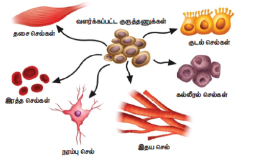 படம் 20.7 - குருத்தணுக்கள் மாறுபாடு அடைதல்
