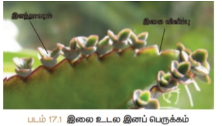 படம் 17.1: இலை உடல் இனப்பெருக்கம்