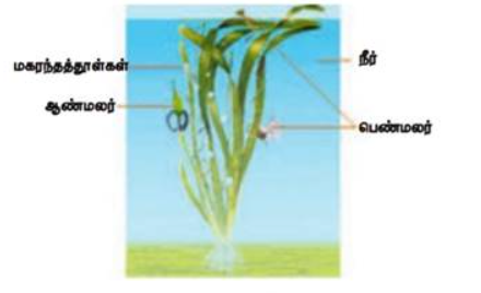 படம் 17.11: நீர்வழி மகரந்தச் சேர்க்கை