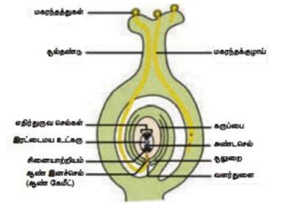 படம் 17.12: கருவுறுதல் நிகழ்வு