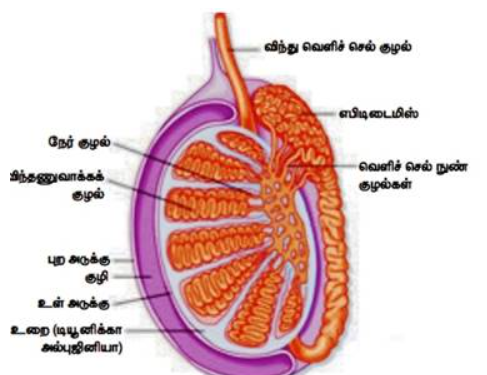 படம் 17.13: மனித விந்தகத்தின் நீள்துற்றுத் தோற்றம்