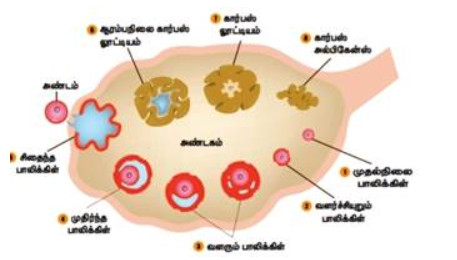 படம் 17.14: மனித அண்டகத்தின் நீள்துற்றுத் தோற்றம்