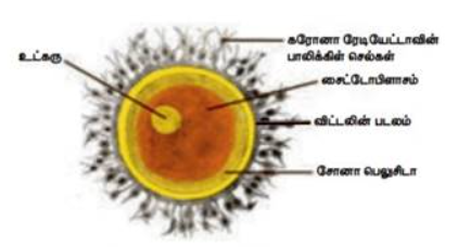 படம் 17.16: அண்டத்தின் அமைப்பு