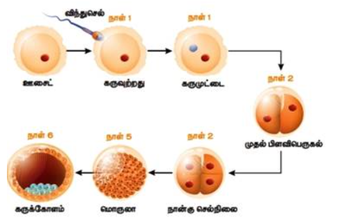 படம் 17.18: கருவுறை முட்டையின் பிளவிதப் பெருகல் மூலம் கருக்காலம் உருவால் வளர்ச்சி நிலைகள்