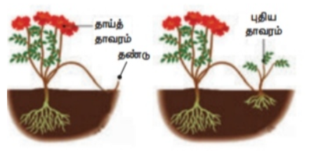 படம் 17.2: தண்டு உடல் இனப்பெருக்கம்