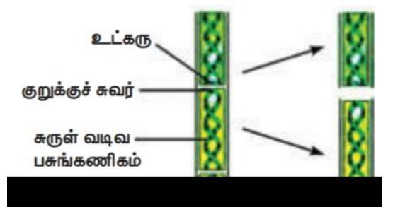 படம் 17.3: ஸ்பைரோகைரா துண்டால்