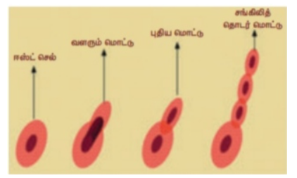 படம் 17.5: ஈஸ்ட் - தேக்கட்டு விடுதல்