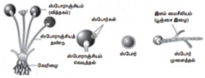 படம் 17.6: ரைசோபஸ் வித்து (ஸ்போர்) உருவால்