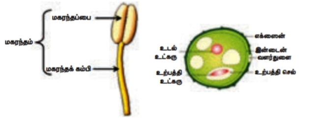 படம் 17.8: மகரந்தத்தாள் மற்றும் மகரந்தத்தூளின் அமைப்பு
