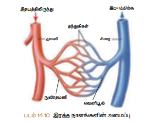 படம் 14.10 இரத்த நாளங்களின் அமைப்பு