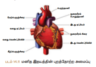 படம் 14.11 மனித இதயத்தின் புறத்தோற்ற அமைப்பு
