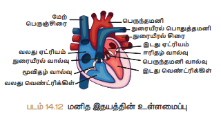 படம் 14.12 மனித இதயத்தின் உள்ளமைப்பு