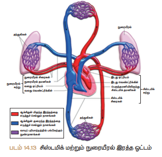 படம் 14.13 சிஸ்டமிக் மற்றும் நுரையீரல் இரத்த ஓட்டம்