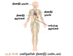 படம் 14.16 மனிதனின் நிறைநீர் மண்டலம்