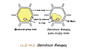 படம் 14.2 பிளாஸ்மா சிதைவு