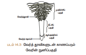 படம் 14.3 வேரத்தூவிகளுடன் காணப்படும் வேரின் நுனிப்பகுதி