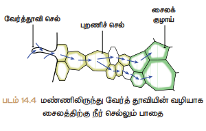 படம் 14.4 மண்ணிலிருந்து வேரத்தூவியின் வழியாக சைலத்திற்கு நீர் செல்லும் பாதை