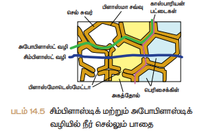 படம் 14.5 சிம்பிளாஸ்டிக் மற்றும் அபோபிளாஸ்டிக் வழியில் நீர் செல்லும் பாதை