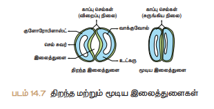 படம் 14.7 திறந்த மற்றும் மூடிய இலைத்துளைகள்